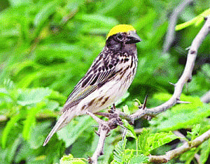 Rare bird weaves its spell on Okhla again