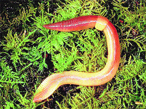 Earthworm found in Brahmapur school meal
