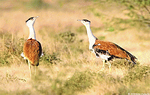 A ray of hope for endangered Bustards