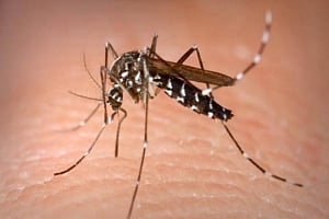Dengue looms large in Delhi, 14 cases reported
