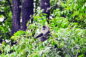 The wild project