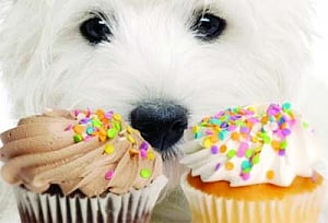 Safe treat