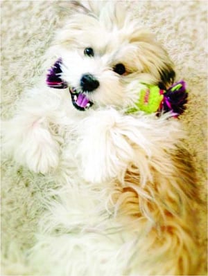Pet play