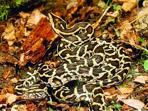 40 pythons found in Canada motel