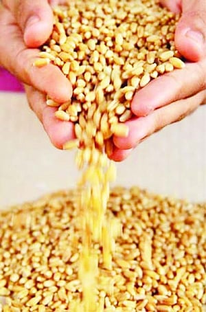 Food Security Scheme to be rolled out today