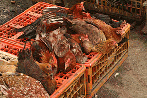 New bird flu strain found in China