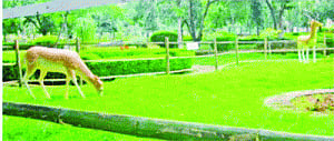 Animal figures fool zoo sleuths