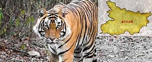 Tiger numbers go up in Bihar