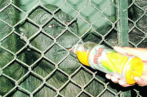 Zoo inmates on spl diet to beat the heat