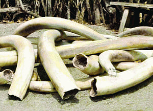 No ivory tower, it's ivory pyre now