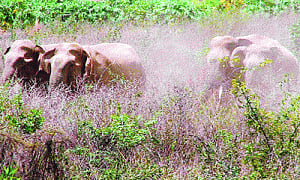 Elephant killers isolated, Simlipal locals to get ID cards