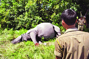Poachers run riot in Kaziranga