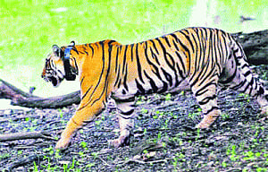 Poaching goes hi-tech; Panna tiger's radio collar hacked