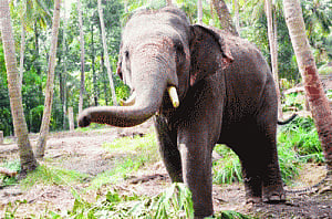 Jumbo collars to curb conflict in K'taka