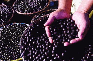 Berries are the new superfood