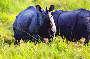 Not just the rhino territory