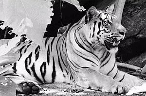 Green brigade questions electoral duty for wildlife officials