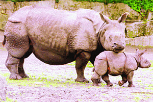 Range nations resolve to secure Asian Rhinos