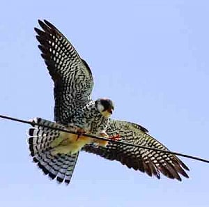 Villagers take winged guests under their wing