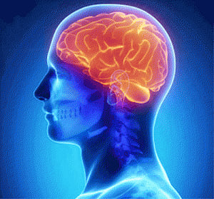 Protein links exercise to brain health: Research