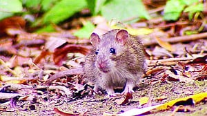 Not just a matter of rats