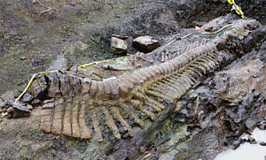 Dinosaur remains found in Maharashtra