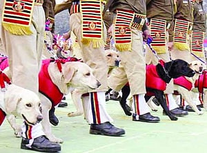 Dogged determination powers this police squad!