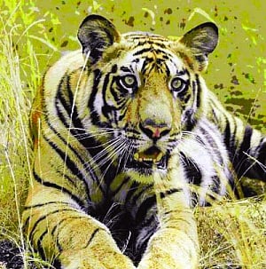 NTCA wants 3 States to protect Nilgiri tigers
