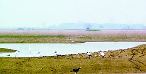 Visiting birds make Okhla sanctuary 'no fly' zone