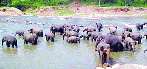 Jumbo effort by forest dept sets example in Baripada