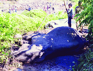 Search on for dead, injured elephants