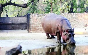 New AV centre at Delhi Zoo helps you know nature of the beast