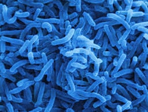 500,000-yr-old Neanderthal viruses found in modern humans