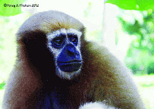 Hoolock gibbons rescued from Arunachal, released