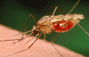 New 'promising' malaria vaccine developed