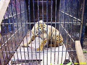 'Man-eating' tiger saved from hunter's bullet by a whisker