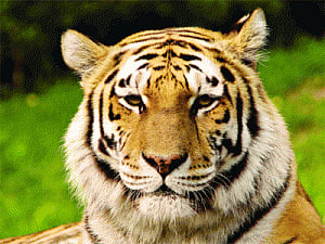 Two tiger pelts seized in joint operation