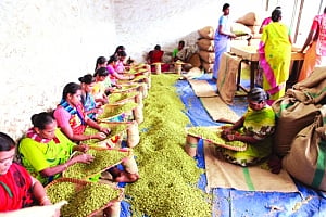 In cardamom country