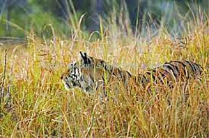 Proposed shifting of stray tiger to Simlipal reserve risky