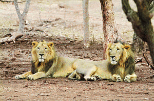 Soon, Asiatic lions to arrive at Palpur-Kuno sanctuary
