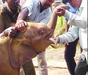 locals' jumbo courage gives deserted tuskers safe haven