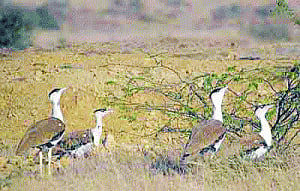Wings of hope for critically endangered Great Indian Bustards