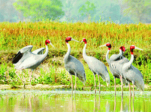 Farmers turn to organic farming to save cranes