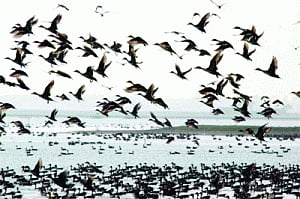 Winged visitors' number at Chilika on decline