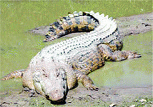 Marginal fall in B'kanika crocodile population