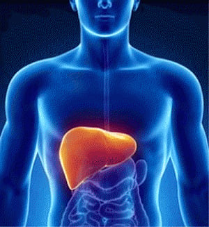 Alcoholic liver disease linked to body clock