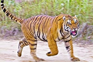 Expanding tiger habitat is need of hour