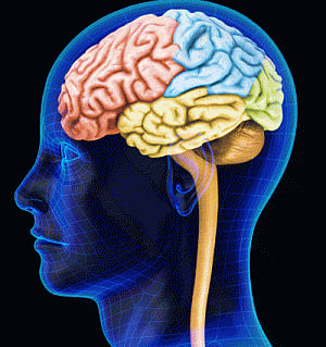 Brain regions coordinate to enable attention