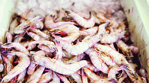 Shrimps dying early from disease, farmers worried