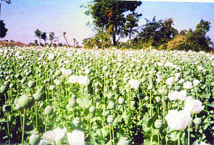 Illicit poppy cultivation: 'Satellite imageries faulty'